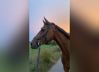 Deutsches Sportpferd, Wallach, 10 Jahre, 170 cm, Brauner