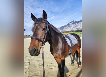 Deutsches Sportpferd, Wallach, 10 Jahre, 170 cm, Dunkelbrauner