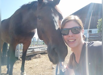 Deutsches Sportpferd, Wallach, 10 Jahre, 170 cm, Dunkelbrauner