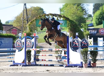 Deutsches Sportpferd, Wallach, 10 Jahre, 170 cm, Dunkelbrauner
