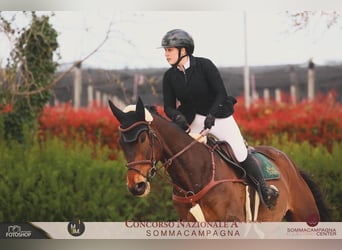 Deutsches Sportpferd, Wallach, 10 Jahre, 170 cm, Dunkelbrauner