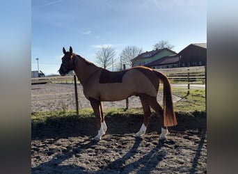 Deutsches Sportpferd, Wallach, 10 Jahre, 170 cm, Fuchs