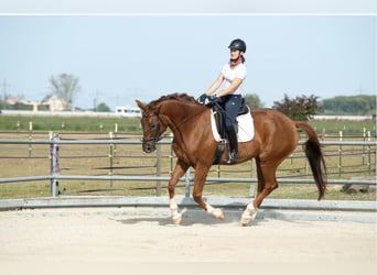 Deutsches Sportpferd, Wallach, 10 Jahre, 170 cm, Fuchs