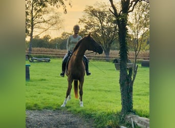 Deutsches Sportpferd, Wallach, 10 Jahre, 170 cm, Fuchs