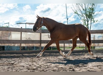 Deutsches Sportpferd, Wallach, 10 Jahre, 170 cm, Fuchs