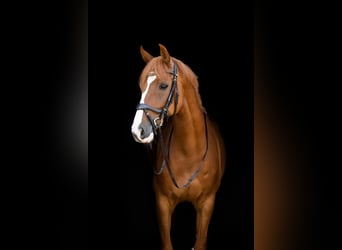 Deutsches Sportpferd, Wallach, 10 Jahre, 170 cm, Fuchs