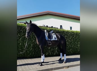 Deutsches Sportpferd, Wallach, 10 Jahre, 170 cm, Rappe
