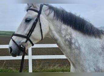 Deutsches Sportpferd, Wallach, 10 Jahre, 170 cm, Schimmel