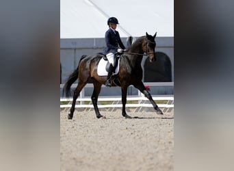 Deutsches Sportpferd Mix, Wallach, 10 Jahre, 171 cm, Dunkelbrauner