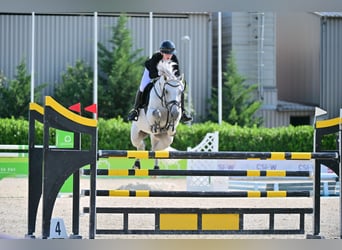 Deutsches Sportpferd, Wallach, 10 Jahre, 171 cm, Schimmel Deutsches Sportpferd, Wallach, 10 Jahre, 171 cm, Schimmel
