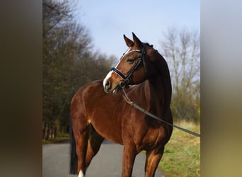 Deutsches Sportpferd, Wallach, 10 Jahre, 172 cm, Brauner