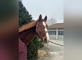 Deutsches Sportpferd, Wallach, 10 Jahre, 172 cm, Fuchs