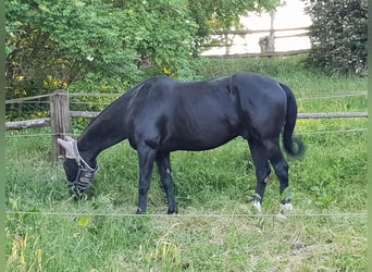 Deutsches Sportpferd, Wallach, 10 Jahre, 172 cm, Rappe
