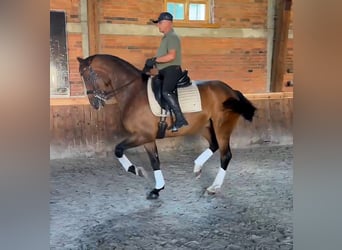 Deutsches Sportpferd, Wallach, 10 Jahre, 173 cm, Brauner