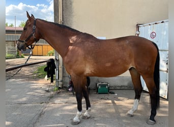Deutsches Sportpferd, Wallach, 10 Jahre, 173 cm, Brauner