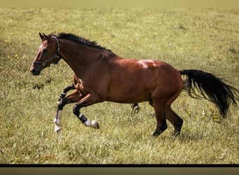 Deutsches Sportpferd, Wallach, 10 Jahre, 173 cm, Brauner