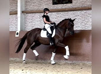 Deutsches Sportpferd, Wallach, 10 Jahre, 173 cm, Dunkelfuchs