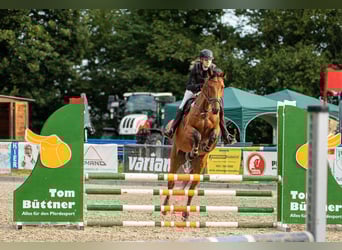 Deutsches Sportpferd, Wallach, 10 Jahre, 174 cm, Brauner