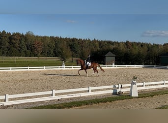 Deutsches Sportpferd, Wallach, 10 Jahre, 174 cm, Fuchs