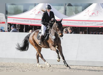 Deutsches Sportpferd, Wallach, 10 Jahre, 175 cm, Brauner
