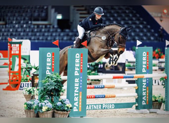 Deutsches Sportpferd, Wallach, 10 Jahre, 175 cm, Brauner