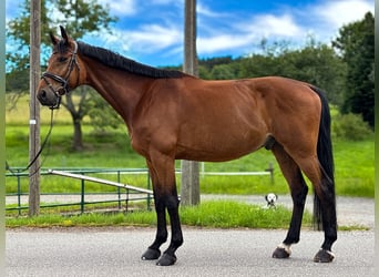 Deutsches Sportpferd, Wallach, 10 Jahre, 175 cm, Dunkelbrauner