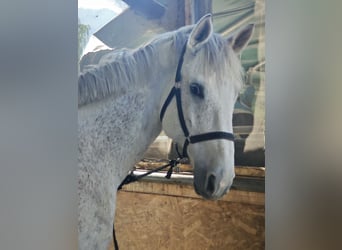 Deutsches Sportpferd, Wallach, 10 Jahre, 175 cm, Fliegenschimmel