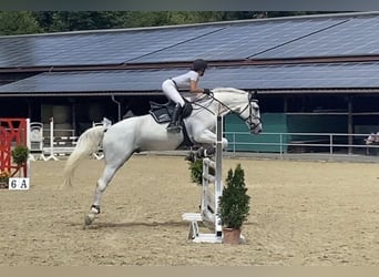 Deutsches Sportpferd, Wallach, 10 Jahre, 175 cm, Schimmel