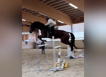 Deutsches Sportpferd, Wallach, 10 Jahre, 175 cm