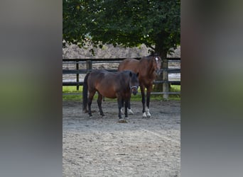 Deutsches Sportpferd, Wallach, 10 Jahre, 176 cm, Brauner