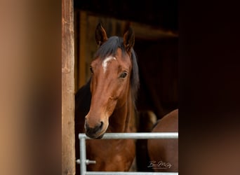 Deutsches Sportpferd, Wallach, 10 Jahre, 176 cm, Brauner