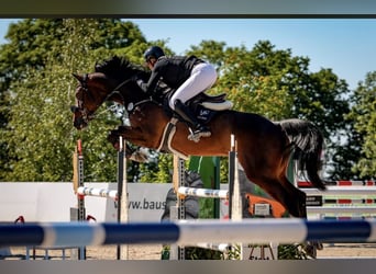 Deutsches Sportpferd, Wallach, 10 Jahre, 176 cm, Brauner