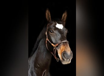 Deutsches Sportpferd, Wallach, 10 Jahre, 176 cm, Dunkelbrauner