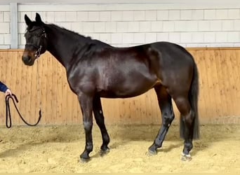Deutsches Sportpferd, Wallach, 10 Jahre, 176 cm, Dunkelbrauner