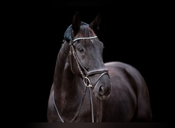 Deutsches Sportpferd, Wallach, 10 Jahre, 176 cm, Schwarzbrauner