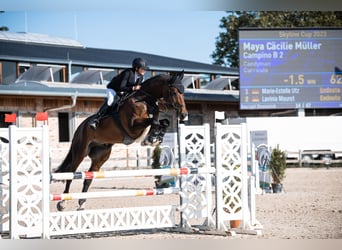 Deutsches Sportpferd, Wallach, 10 Jahre, 178 cm, Dunkelbrauner