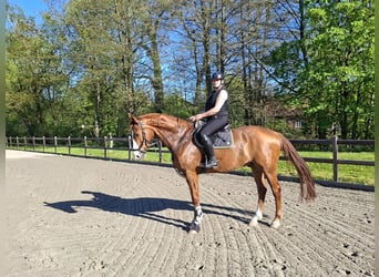 Deutsches Sportpferd, Wallach, 10 Jahre, 178 cm, Fuchs