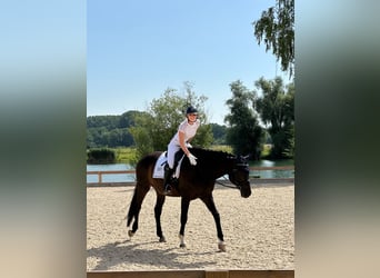 Deutsches Sportpferd, Wallach, 10 Jahre, 178 cm, Schwarzbrauner