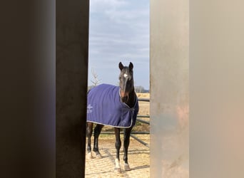 Deutsches Sportpferd, Wallach, 10 Jahre, 178 cm, Schwarzbrauner