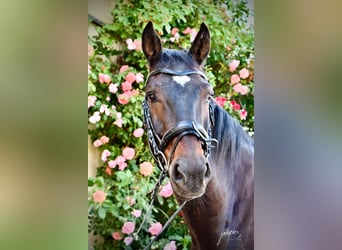 Deutsches Sportpferd, Wallach, 10 Jahre, 178 cm, Schwarzbrauner