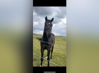 Deutsches Sportpferd, Wallach, 10 Jahre, 178 cm, Schwarzbrauner