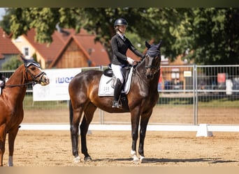 Deutsches Sportpferd, Wallach, 10 Jahre, 178 cm, Schwarzbrauner