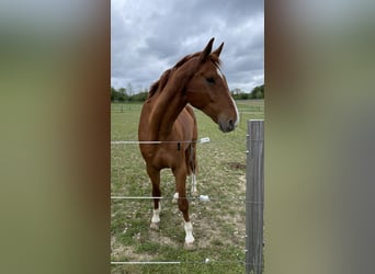 Deutsches Sportpferd, Wallach, 10 Jahre, 180 cm, Fuchs