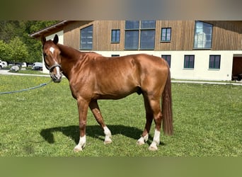 Deutsches Sportpferd, Wallach, 10 Jahre, 180 cm, Fuchs