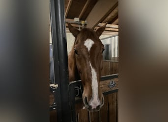 Deutsches Sportpferd, Wallach, 10 Jahre, 180 cm, Fuchs