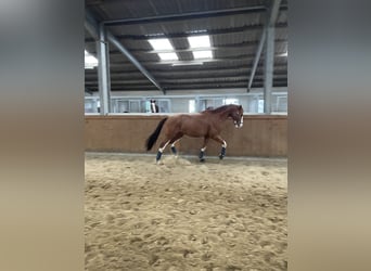 Deutsches Sportpferd, Wallach, 10 Jahre, 180 cm, Fuchs