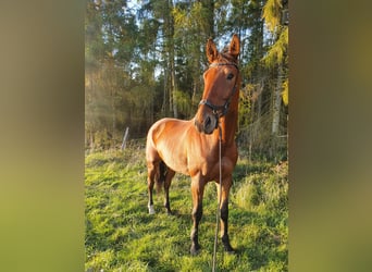 Deutsches Sportpferd, Wallach, 10 Jahre, 181 cm, Brauner