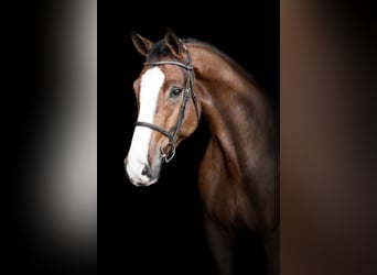 Deutsches Sportpferd, Wallach, 10 Jahre, 183 cm, Brauner