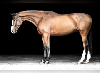 Deutsches Sportpferd, Wallach, 10 Jahre, 183 cm, Brauner