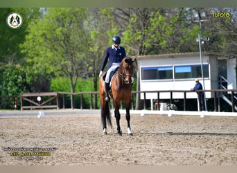 Deutsches Sportpferd, Wallach, 10 Jahre, 185 cm, Brauner